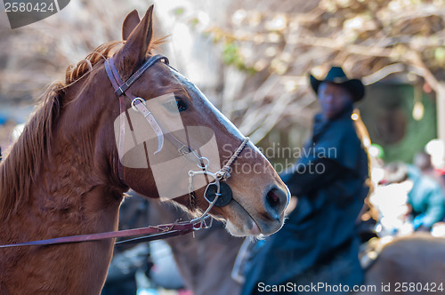 Image of portrait of a beautiful horse