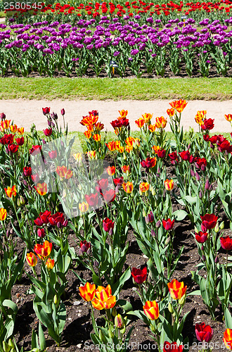 Image of Tulips garden