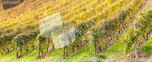 Image of Italian Vineyard