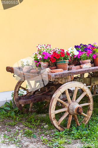 Image of Tuscany flowers