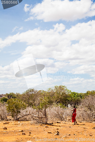 Image of Masai in savanna