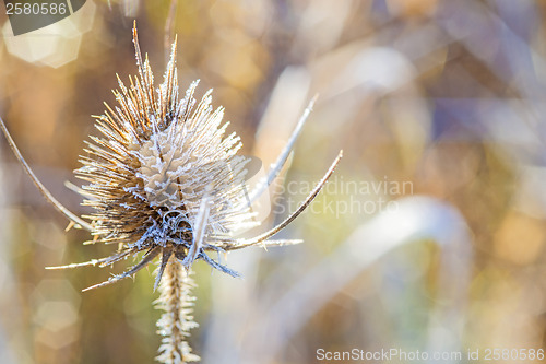 Image of teasel with ice crystals