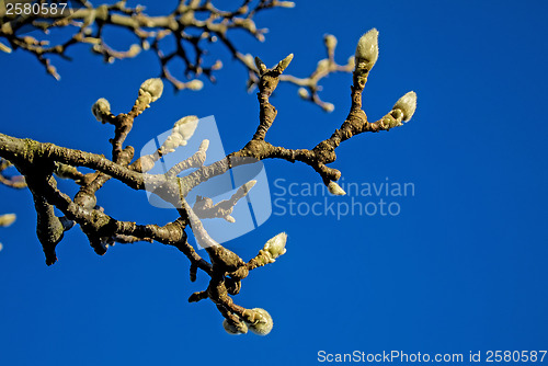 Image of Magnolia buds in winter