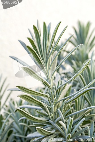 Image of Lavender