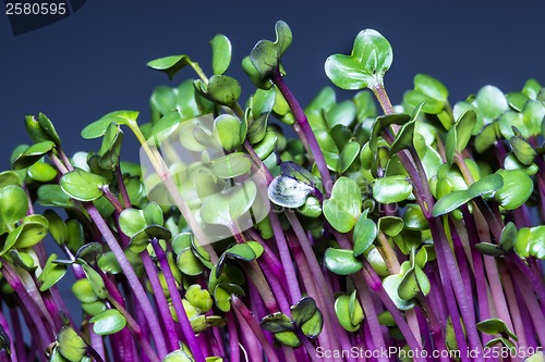 Image of radish sprouts