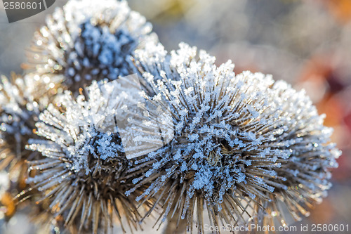 Image of burdock with ice crystals