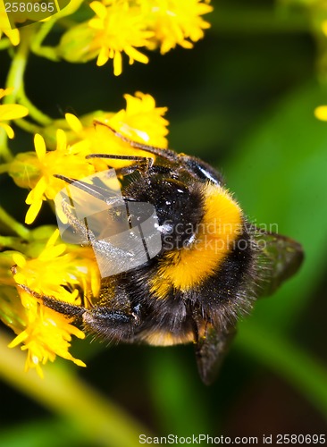 Image of Bumblebee