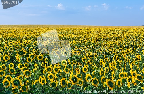 Image of Sunflowers