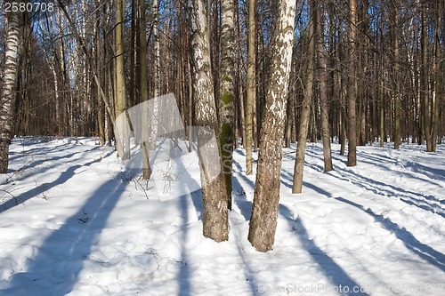 Image of Winter forest