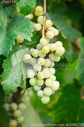 Image of Grapes