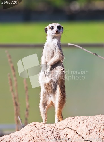 Image of Meerkat