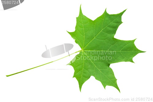 Image of Green leaf