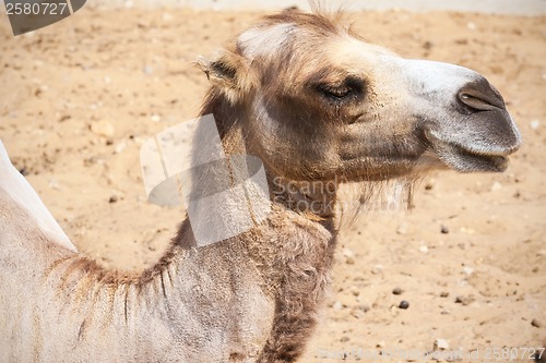 Image of Camel