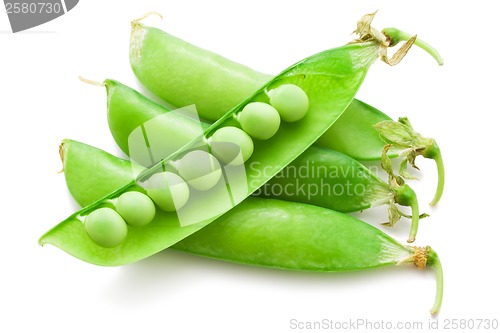 Image of Pea