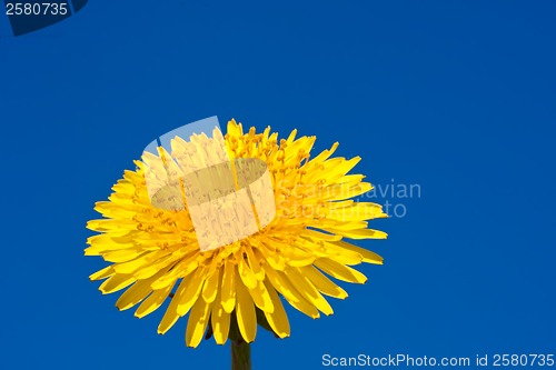 Image of Dandelion