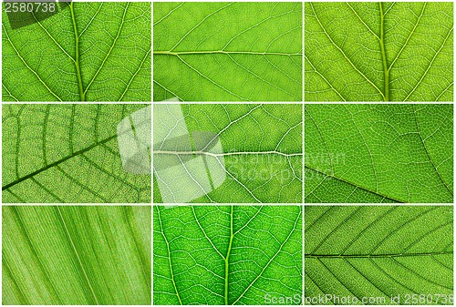 Image of Green leaves