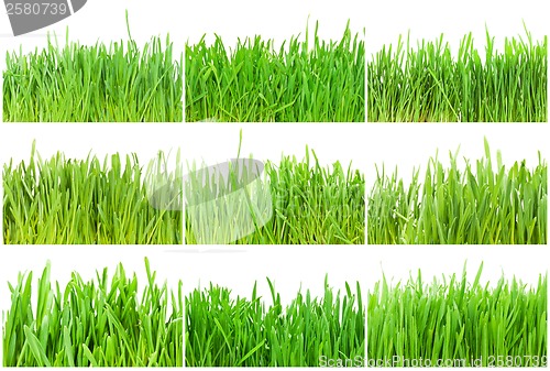 Image of Green grass