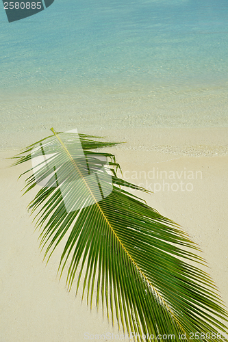 Image of tropical beach