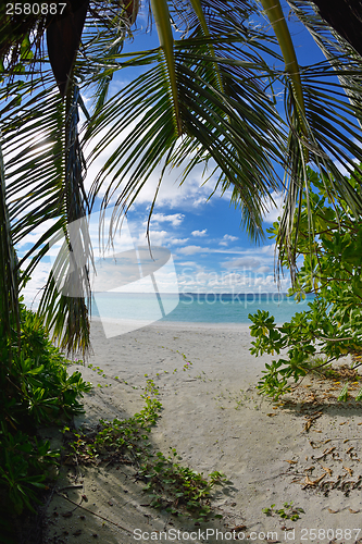 Image of tropical beach