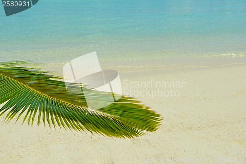 Image of tropical beach