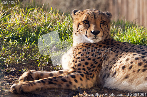 Image of Cheetah