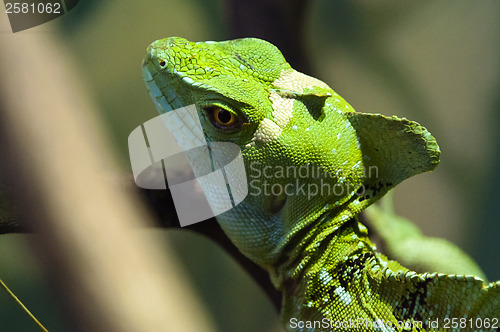 Image of Plumed basilisk