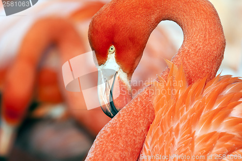 Image of Flamingo