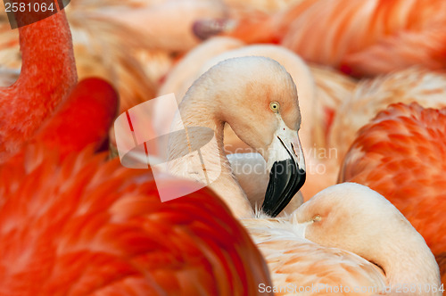 Image of Flamingo