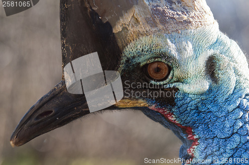 Image of Southern cassowary