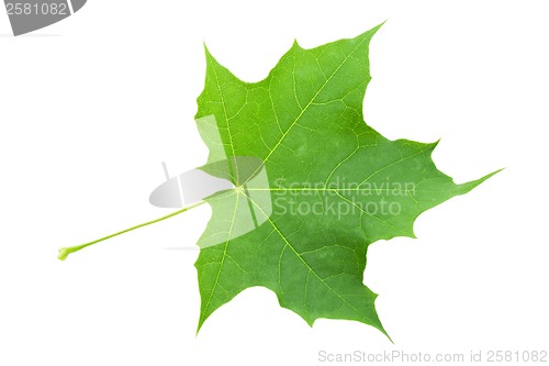 Image of Green leaf