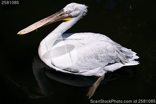 Image of Pelican