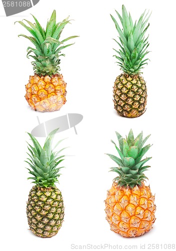 Image of Pineapple