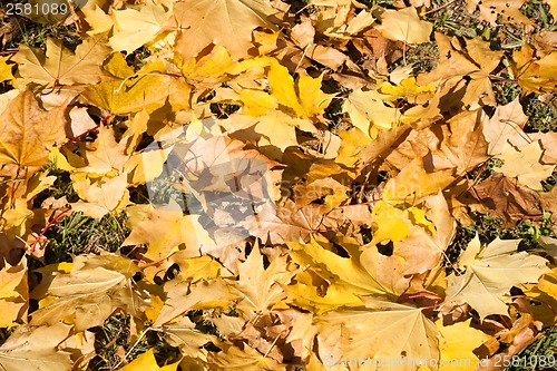 Image of Autumn