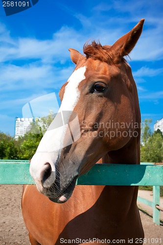 Image of Horse