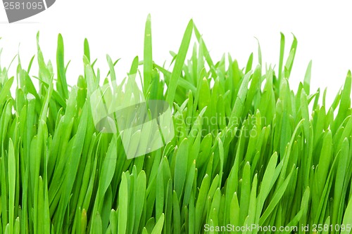 Image of Green grass