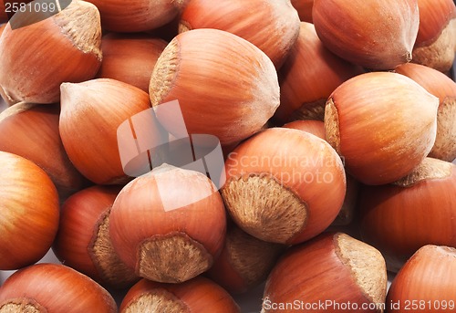 Image of Hazelnuts or filbert
