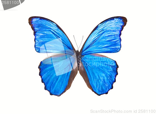 Image of Butterfly Morpho Didius