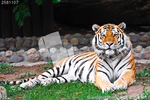 Image of Tiger