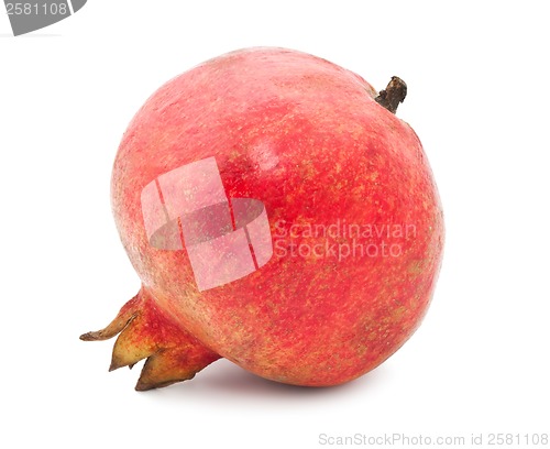 Image of Pomegranate
