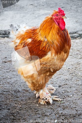 Image of Rooster