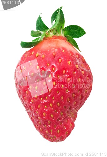 Image of Strawberry