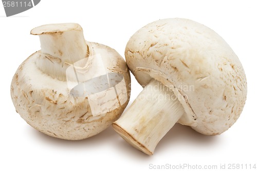 Image of Champignon mushrooms