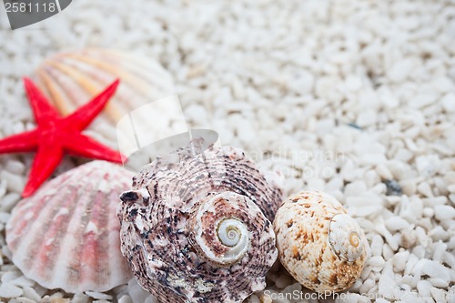 Image of Seashells