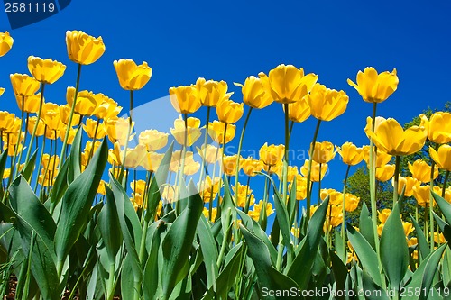 Image of Tulip flowers