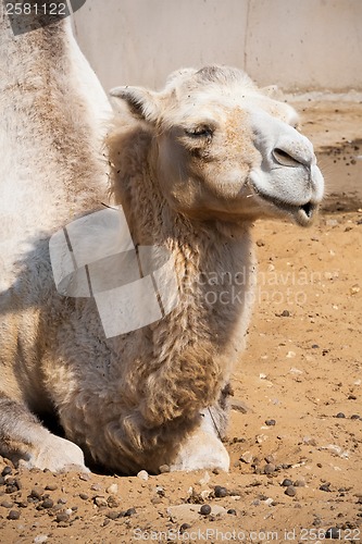 Image of Camel