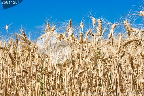 Image of Wheat field