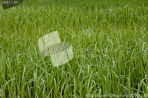 Image of Green grass.