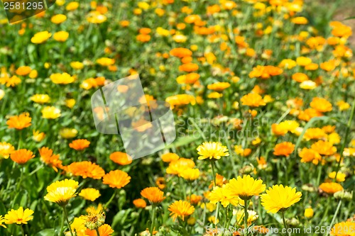 Image of Wild flowers