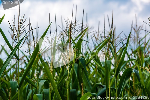 Image of corn cob on a field in summer