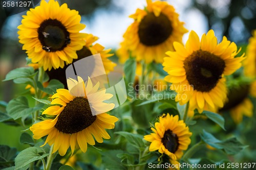 Image of field of blooming sunflowers